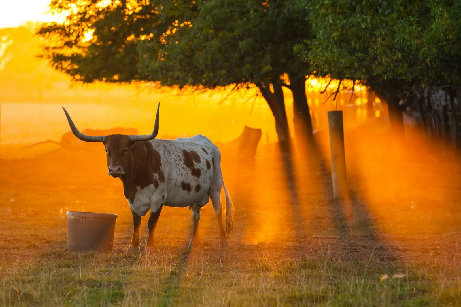 Texas girl
